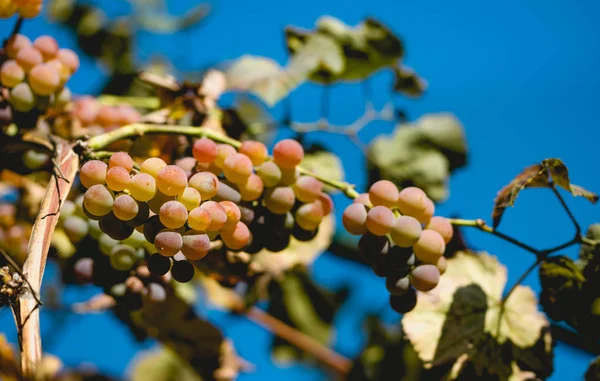 Colheita Outono Uvas Napa Valley Califórnia Eua — Fotografia de Stock