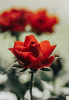 Bir kırmızı gül tomurcuğu yaprakları