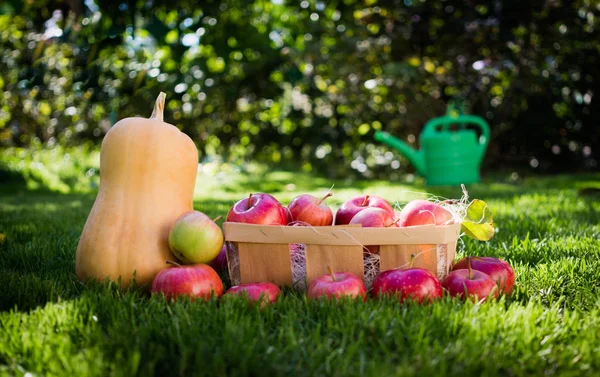 Rijpe Herfst Appelen Een Gele Pompoen Landschap Voor Halloween — Stockfoto