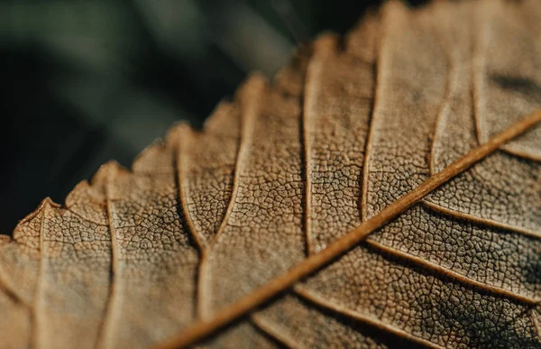 Крупный План Цветных Осенних Листьев — стоковое фото