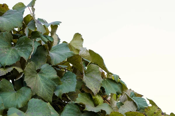 Hösten Vinblad Vit Bakgrund — Stockfoto