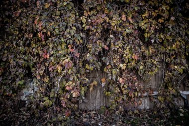 Kırsal alanda sonbahar arkaplanı. Eski ahır duvarı ve yabani üzüm ağaçları.