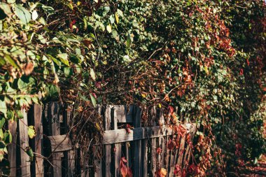 Kırsal alanda sonbahar arkaplanı. Eski ahır duvarı ve yabani üzüm ağaçları.