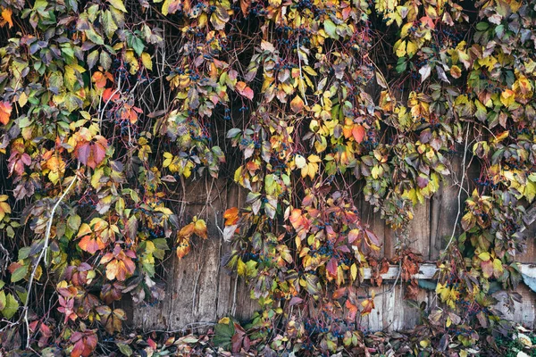 Φθινόπωρο Φόντο Ρουστίκ Στυλ Τοίχος Του Παλιού Αχυρώνα Και Θάμνοι — Φωτογραφία Αρχείου