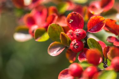 Kırmızı Ateş Dikeni 'nin kırmızı sonbahar meyveleri. Sonbahar güzel arka plan