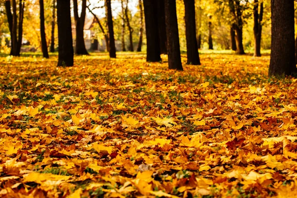 秋の森のカエデの色鮮やかな黄色の紅葉 — ストック写真