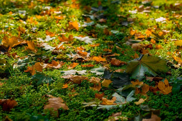 Bunt Gelbe Herbstblätter Eines Ahorns Herbstwald — Stockfoto