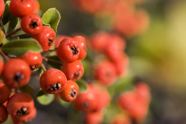 Rode Herfstbessen Van Rode Vuurdoorn Herfst Mooie Achtergrond — Stockfoto