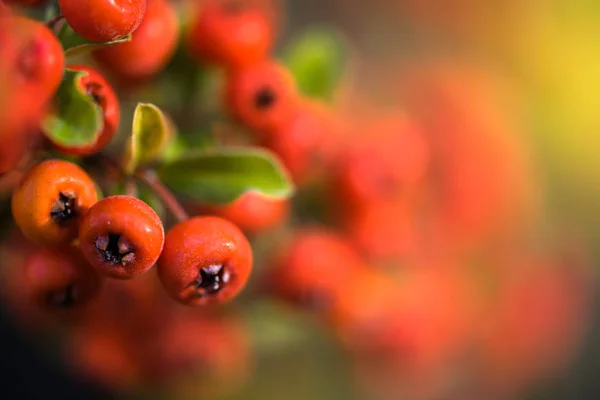 Rode Herfstbessen Van Rode Vuurdoorn Herfst Mooie Achtergrond — Stockfoto