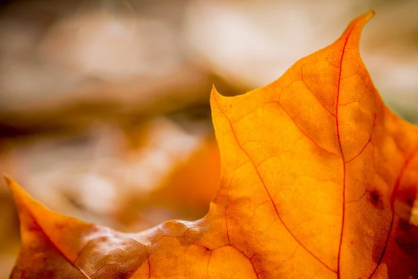 Close Van Kleurrijke Herfstbladeren Esdoorn — Stockfoto