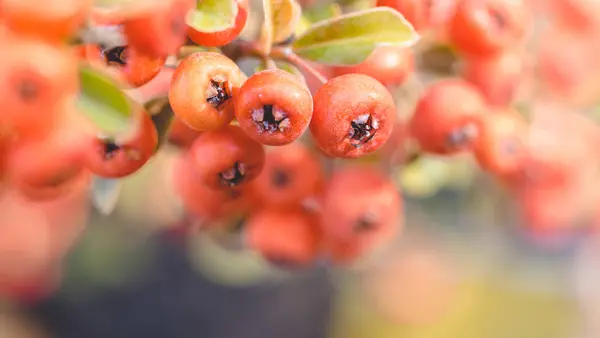 Bayas Rojas Otoño Firethorn Rojo Otoño Hermoso Fondo — Foto de Stock