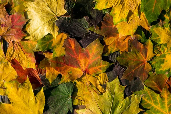 Close Van Kleurrijke Herfstbladeren Esdoorn — Stockfoto