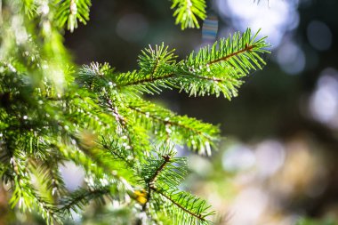 Köknar ağacı üzerinde yeşil taze iğneler. Bir Noel kartı için arka plan