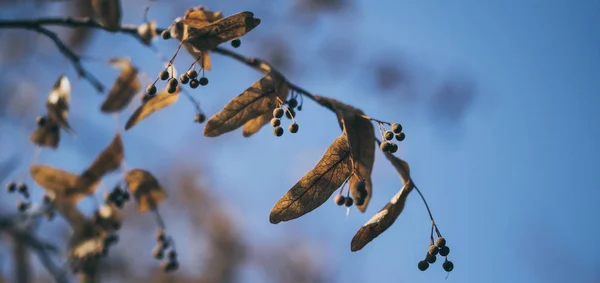 Autumn Garden Linden Branch Yellowed Leaves Blue Sky Background — Stock Photo, Image