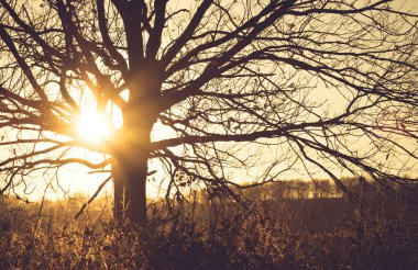 Kasım ayında güneş ve sonbahar ormanın günbatımı