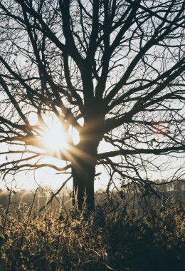Kasım ayında güneş ve sonbahar ormanın günbatımı