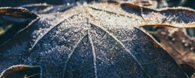 Sabah Frost'un üzerinde düşen meşe yaprağı. Erken kış