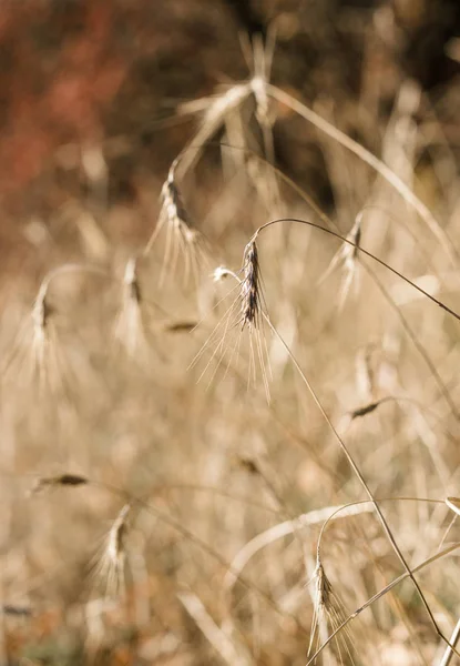 Ripe Ears Wheat Background Autumn Field — Stock Photo, Image