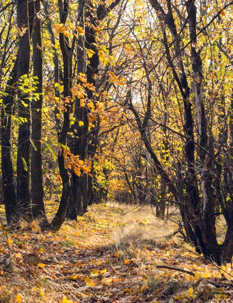英国の秋 カンブリアの日当たりの良い林の中の道 — ストック写真