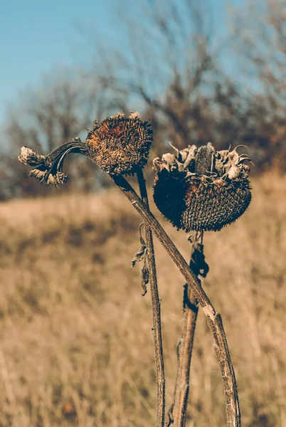 Завядшие Цветы Подсолнуха Осенний Сбор Урожая Полях — стоковое фото
