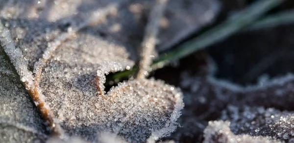 Gelo Mattutino Foglie Quercia Cadute Inizio Inverno — Foto Stock