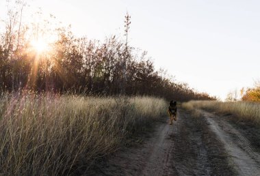 Alman çoban pitoresk orman glade içinde. New England sonbaharda güzel