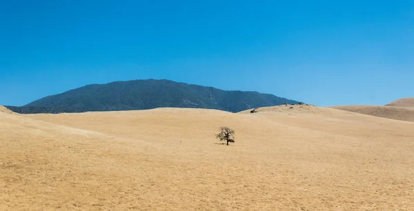 Sécheresse Californie États Unis Herbe Sèche Sur Les Collines — Photo