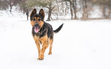 Alman çoban kış ormanda yürüyüş