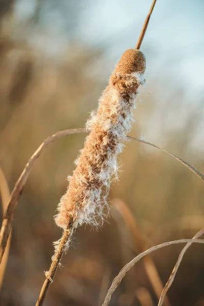 Pluizig Droge Lisdodde Winter Weide — Stockfoto