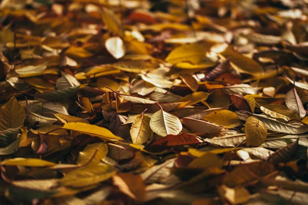 Gevallen Gele Herfstbladeren Een Boomgaard — Stockfoto