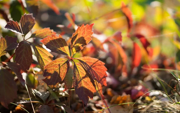 Πολύχρωμα Φθινοπωρινά Φύλλα Άγριων Σταφυλιών — Φωτογραφία Αρχείου