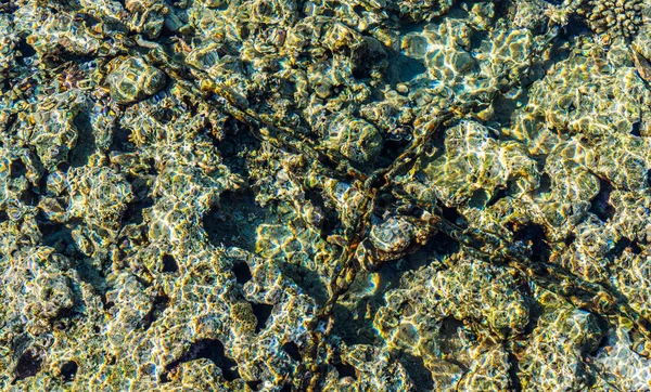 Agua Pura Clara Arrecife Coral Mar Rojo Descanso Sharm Sheikh — Foto de Stock