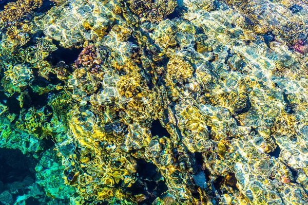 Acqua Pura Limpida Della Barriera Corallina Nel Mar Rosso Riposo — Foto Stock