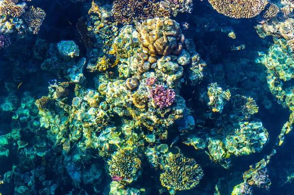 紅海のサンゴ礁の純粋なきれいな水 シャルム シェイク エジプトの残りの部分します — ストック写真