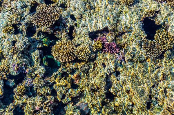 紅海のサンゴ礁の純粋なきれいな水 シャルム シェイク エジプトの残りの部分します — ストック写真