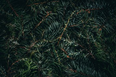 Doğal iğne yapraklı bitki doku. Ladin, ardıç ve köknar ağaçları yeşil dalları