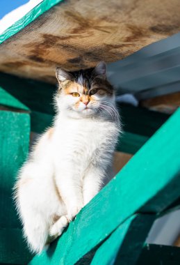 Köyde kışın bir yolda kırmızı kedi