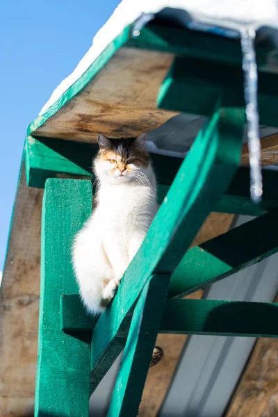 Egy Séta Faluban Télen Vörös Macska — Stock Fotó
