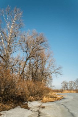 Güneşli çayır erken baharda. Donmuş göl ve kavak ağaçları