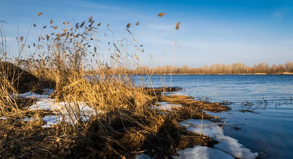 Erken Bahar nehir kıyısında. Eriyen buz ve kuru reed