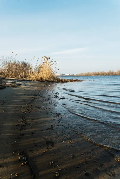 Erken Bahar nehir kıyısında. Eriyen buz ve kuru reed