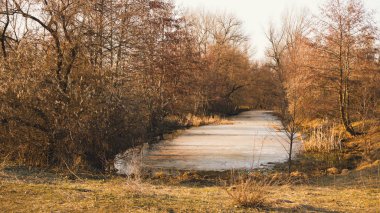 Güneşli çayır erken baharda. Donmuş göl ve kavak ağaçları