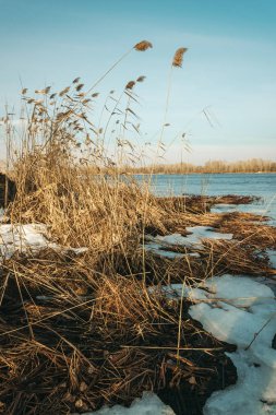 Erken Bahar nehir kıyısında. Eriyen buz ve kuru reed