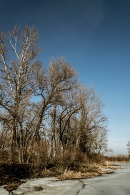 Güneşli çayır erken baharda. Donmuş göl ve kavak ağaçları