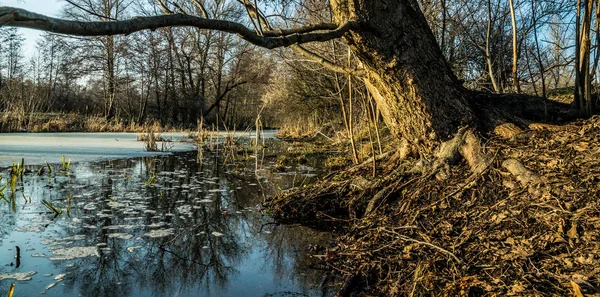 Vorfrühling Ufer Des Flusses Schmelzendes Eis Und Trockenes Schilf — Stockfoto