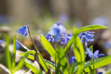 Mavi kar damlaları ve güneşli bir bahar ormanı