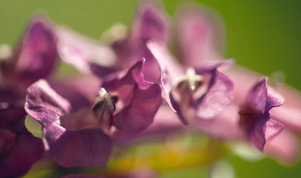 Голубые Полевые Цветы Солнечная Поляна — стоковое фото