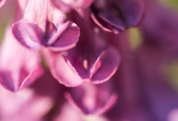 Голубые Полевые Цветы Солнечная Поляна — стоковое фото