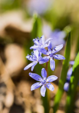Mavi kar damlaları ve güneşli bir bahar ormanı