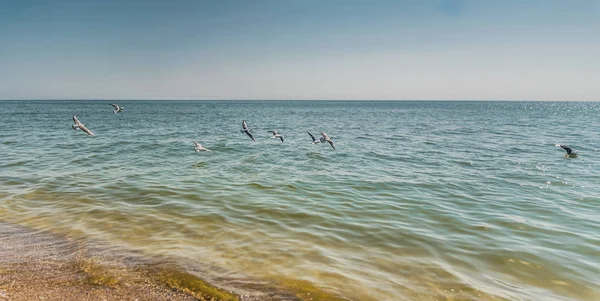 White Gulls Deserted Sandy Beach Los Angeles — Stock Photo, Image